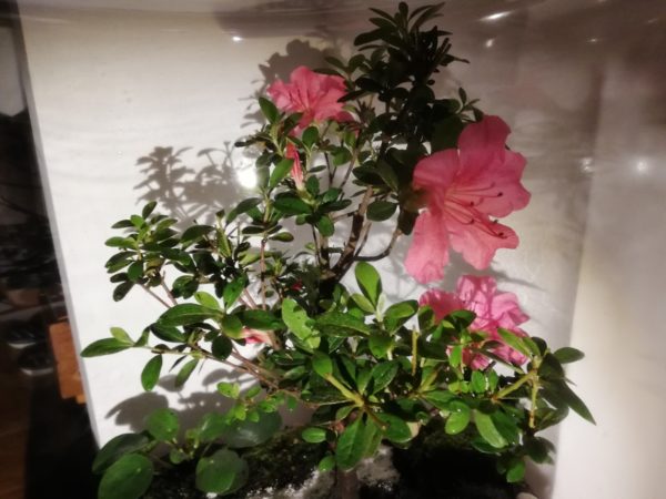 Bonsaï azalée en fleurs Vue 3, Terrariums Nat&Sens